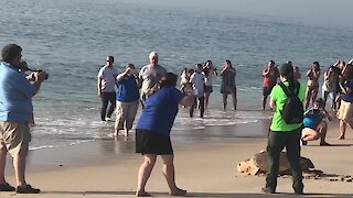 Crowd gathers to watch sea turtle released into the ocean