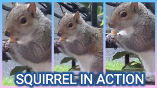 SQUIRREL CAUGHT IN ACTION SO CUTE😃😃😃