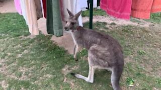 Canguru ajuda a apanhar a roupa do estendal