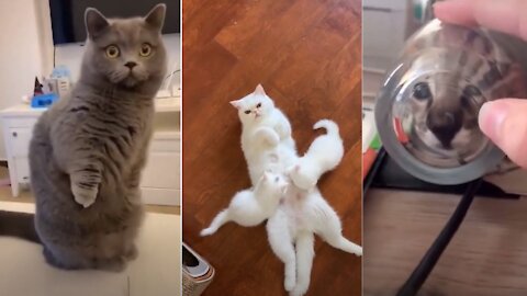 Best Funny Cat Videos 🤓 Cat Videos Compilation 😍