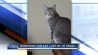 California man searches for cat lost after I-41 pileup
