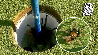 Why you should look before you reach into a golf cup
