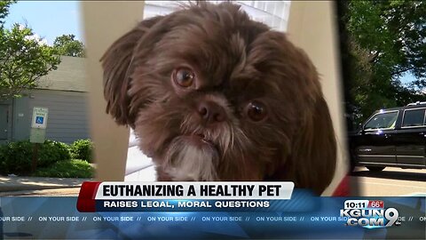 The legal and moral issues of euthanizing a healthy pet