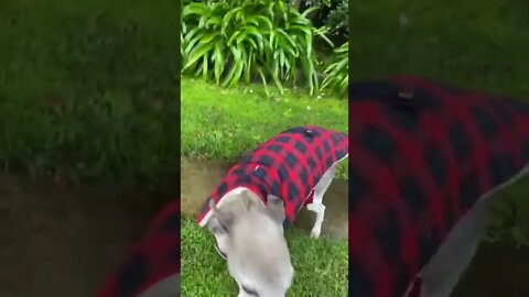 Ashley the whippet’s new coat