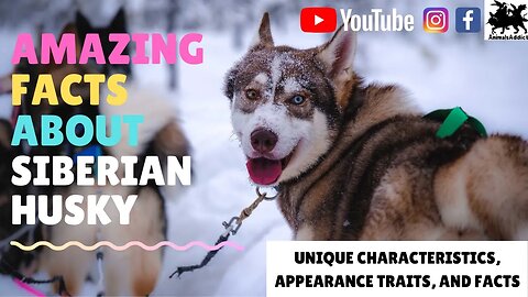 Amazing Facts About Siberian Husky | Siberian Husky Facts, Traits And Appearance | Animals Addict