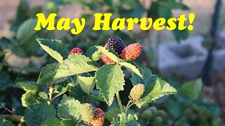 What We're Harvesting in May | The Desert Farmer Podcast