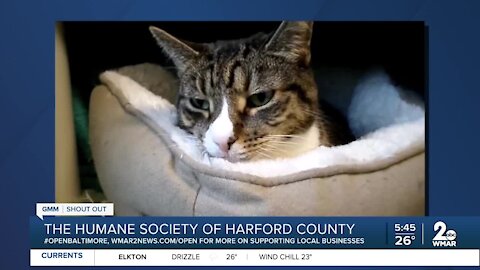 Cats up for adoption at the Humane Society of Harford County
