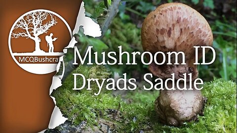 Bushcraft Fungi ID - Foraging Dryads Saddle Mushroom