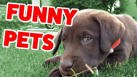 Best Funny Pet Videos