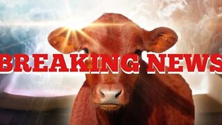 3rd Temple: Christians help Jews search for red Heifer to reinstate Temple service