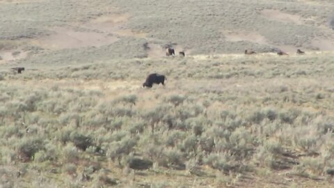 Hayden Valley in Yellowstone National Park