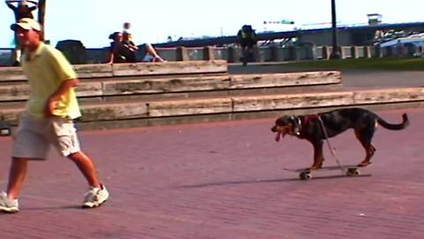Dog steals skateboard, rides it himself
