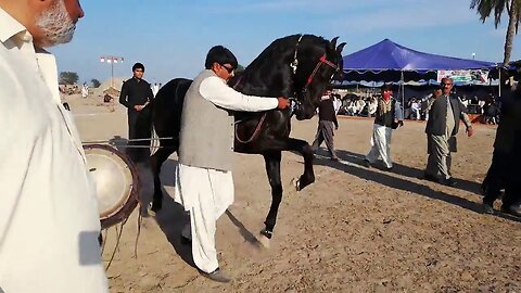 Ghora Ghulam e Ali #horse dance Owner Syed Qamar Zaman shah