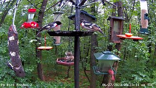 Male rose-breasted grosbeak with brown primary wing feathers 6/27/2023