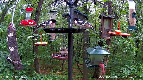 Male rose-breasted grosbeak with brown primary wing feathers 6/27/2023