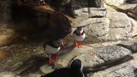 Kissing puffins are madly in love