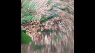 Just another random trail jogging video