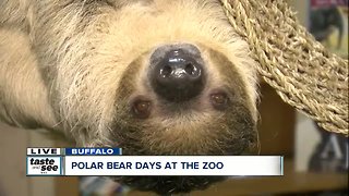 Meet Flash the sloth at the Buffalo Zoo!