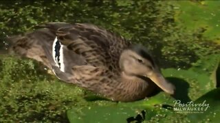 28 ducks released back into the wild