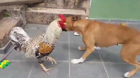 Ethiopian Funny animal 🦴🦴Cachorro VS Galo Luta épicasmart dog 🐩 angry chicken 🐓