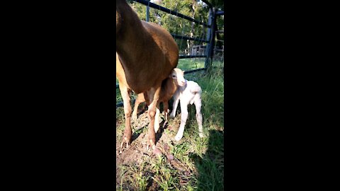 Katahdin lambs