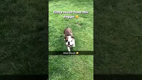 That’s an elite skill set ! 🐕⚽️ 📺 IG (via @cy_saunders) #shorts #subscribe #viral #shortvideo #lol