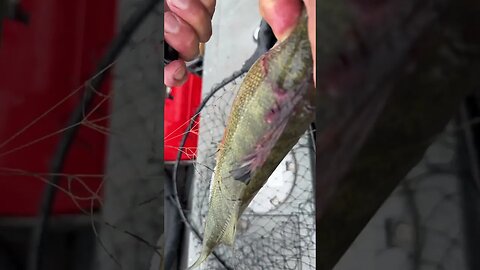 Walleye entangled in fishing line #fishing #walleyefishing