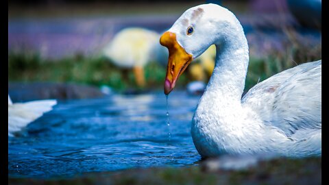 Most beautiful ducks on the planet