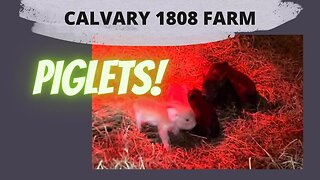 🐽 Hazelnut's Farrowing, 5 new 🐷! Ep - 19