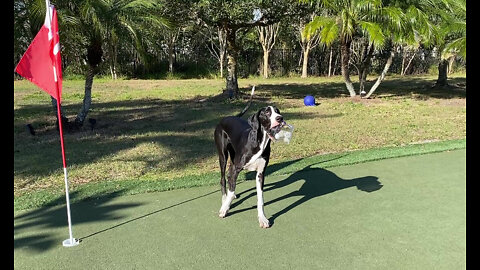 Funny Great Dane Puppy Swipes Golf Balls & Doesn't Want To Share