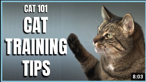 Cats 101 : Cat Training Tips (Fast Results)