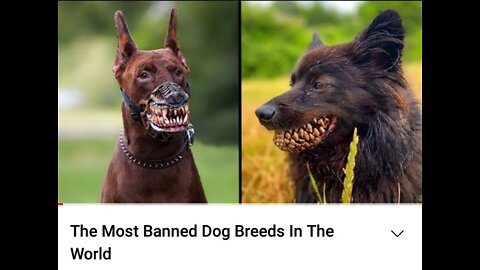 The most banned dog breeds in the world