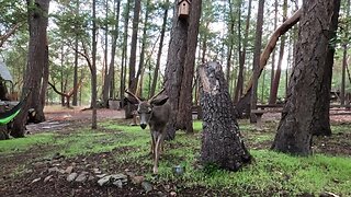 BEAUTIFUL STUD DEER