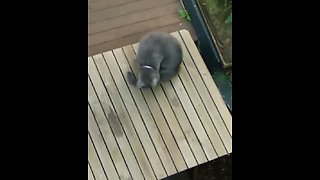 Kitty Proves That Cats Also Chase Their Own Tails!