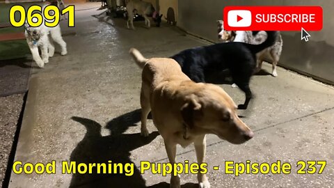 [0691] GOOD MORNING PUPPIES - EPISODE 237 [#dogs #doggos #doggies #puppies #dogdaycare]