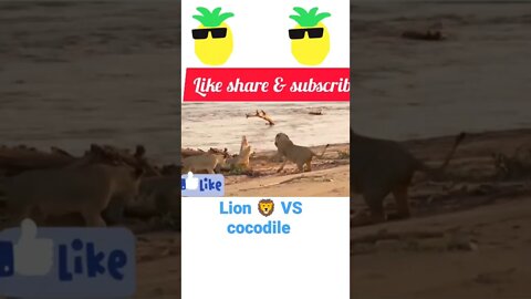 Lion 🦁 vs crocodile 🐊#shorts #youtubeshorts
