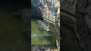 Another video of the Indian Gavial 🤫