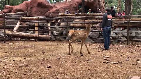 Rescued elk calf, pronghorn debut at Bearizona