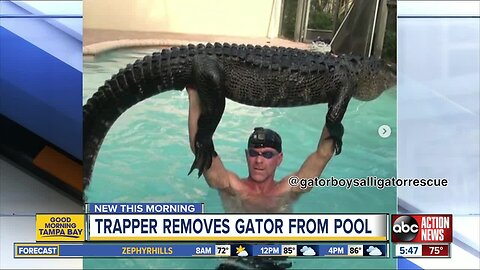 Nearly 9-foot alligator pulled from Florida pool