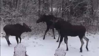 Elgfamilie leker i snøen i Canada