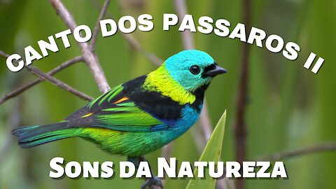 Nature Sound Relaxation/Birds Singing/Relaxing 2021