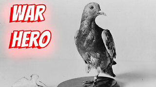 Meet Cher Ami The Pigeon That Saved 200 Lives