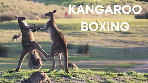 Kangaroo boxing fight