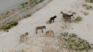 Following a Herd of Wild Donkeys in Pahrump, Nevada