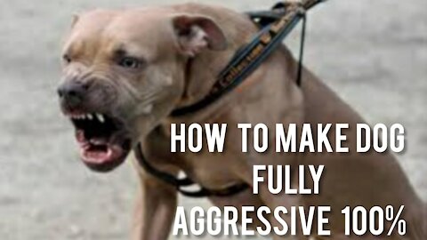 How To Make Dog Very Aggressive Very Quickly!