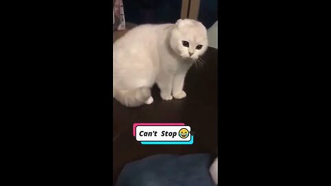 😺 Best Cat Moments 🤣 | Cute & Funny Videos 😻 #shorts