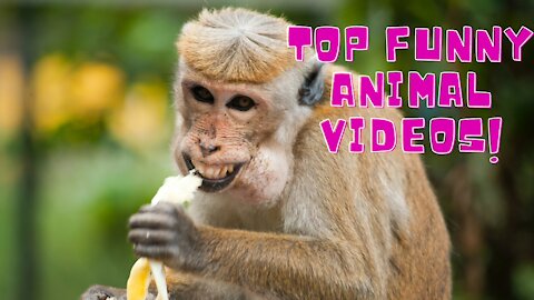 Try Not To Laugh Watching Funny Animals Compilation 2021 | Funny animals