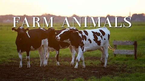 Farm Animals Relaxing - Music for stress relief