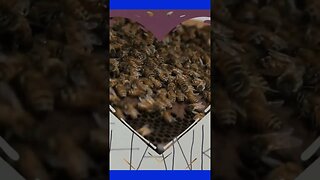Where Does American Honey Bee Come From? #food #foodie #explore #subscribe #shorts
