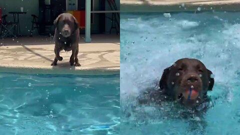 Dog Jumping A Swimming Pool And to Catch A Ball